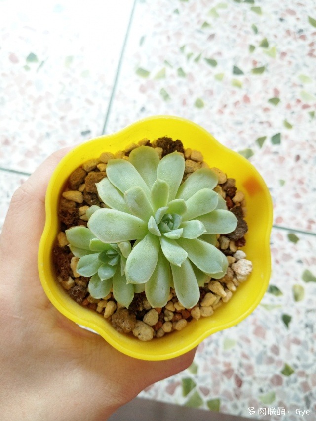 月亮石多肉繁殖_多肉月亮石還叫什么名字_月亮石多肉好養嗎