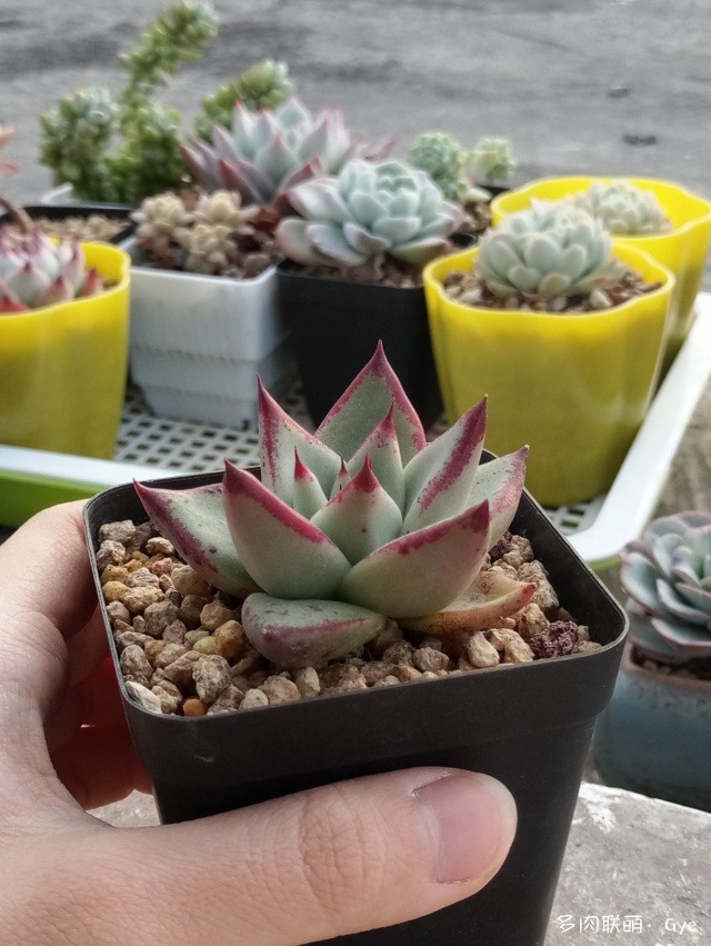 月亮石多肉繁殖_月亮石多肉好養嗎_多肉月亮石還叫什么名字