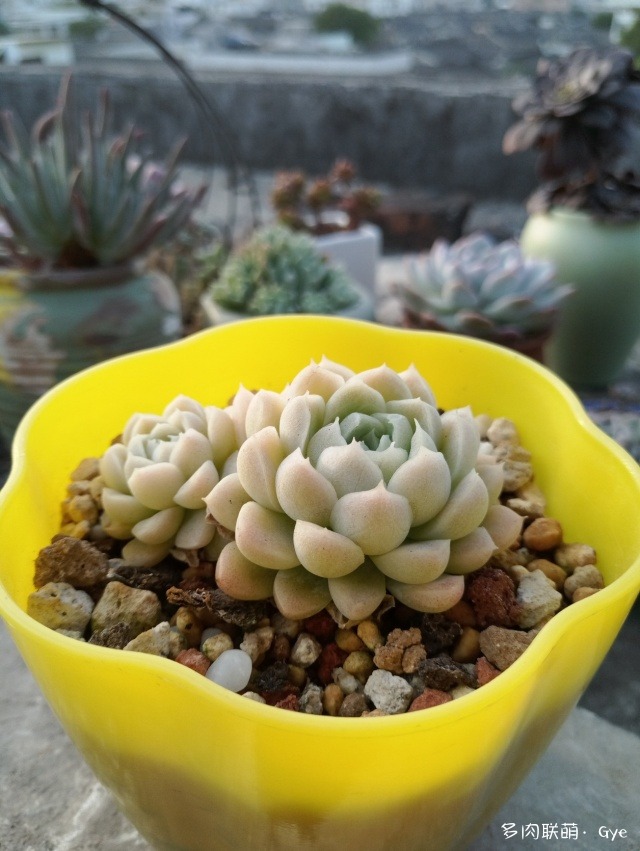 月亮石多肉好養嗎_月亮石多肉繁殖_多肉月亮石還叫什么名字