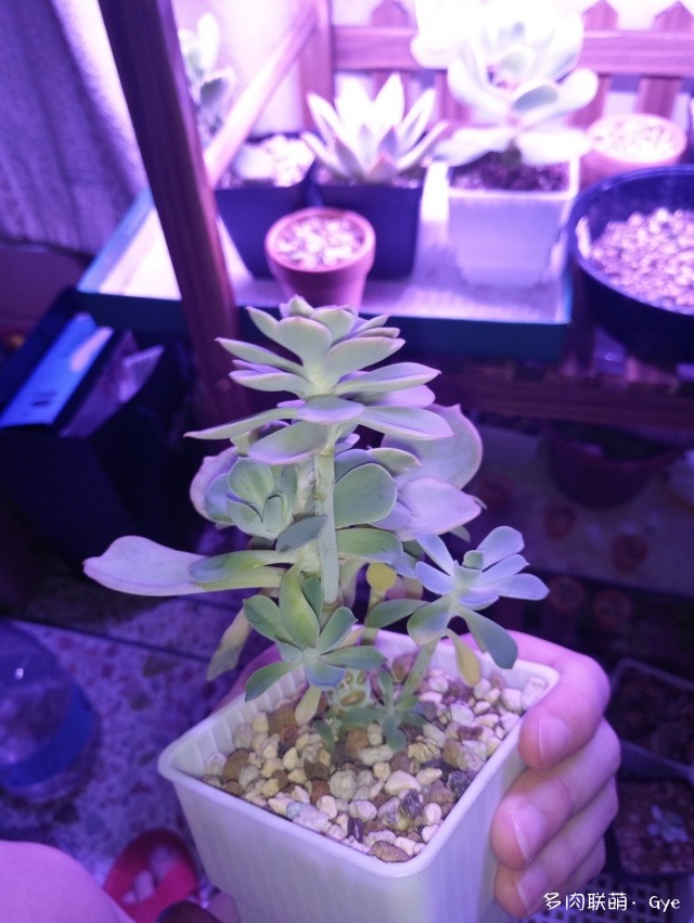 月亮石多肉繁殖_月亮石多肉好養嗎_多肉月亮石還叫什么名字