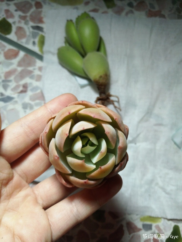 多肉月亮石還叫什么名字_月亮石多肉繁殖_月亮石多肉好養嗎