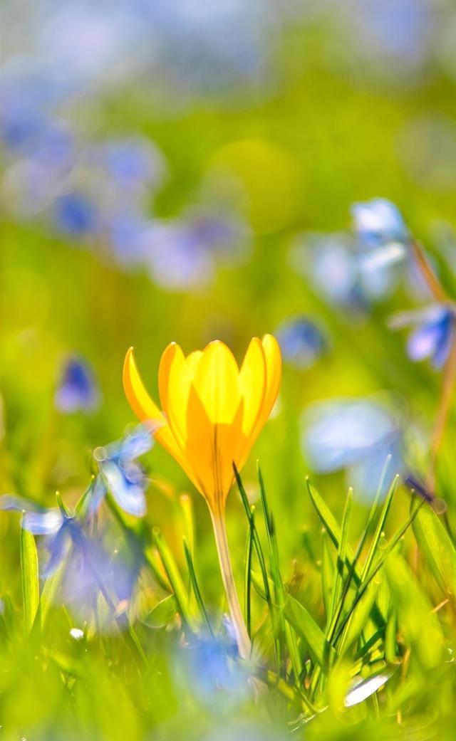 三八婦女節(jié)祝福語(yǔ)，送給媽媽的祝福短信大全！