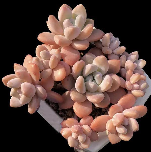 喜歡多肉，怎能不養(yǎng)6種“香多肉”，好看還好養(yǎng)，養(yǎng)在家里滿室香