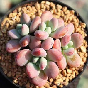 洛神多肉好養活嗎_洛神多肉很難養_多肉洛神的養殖方法和注意事項