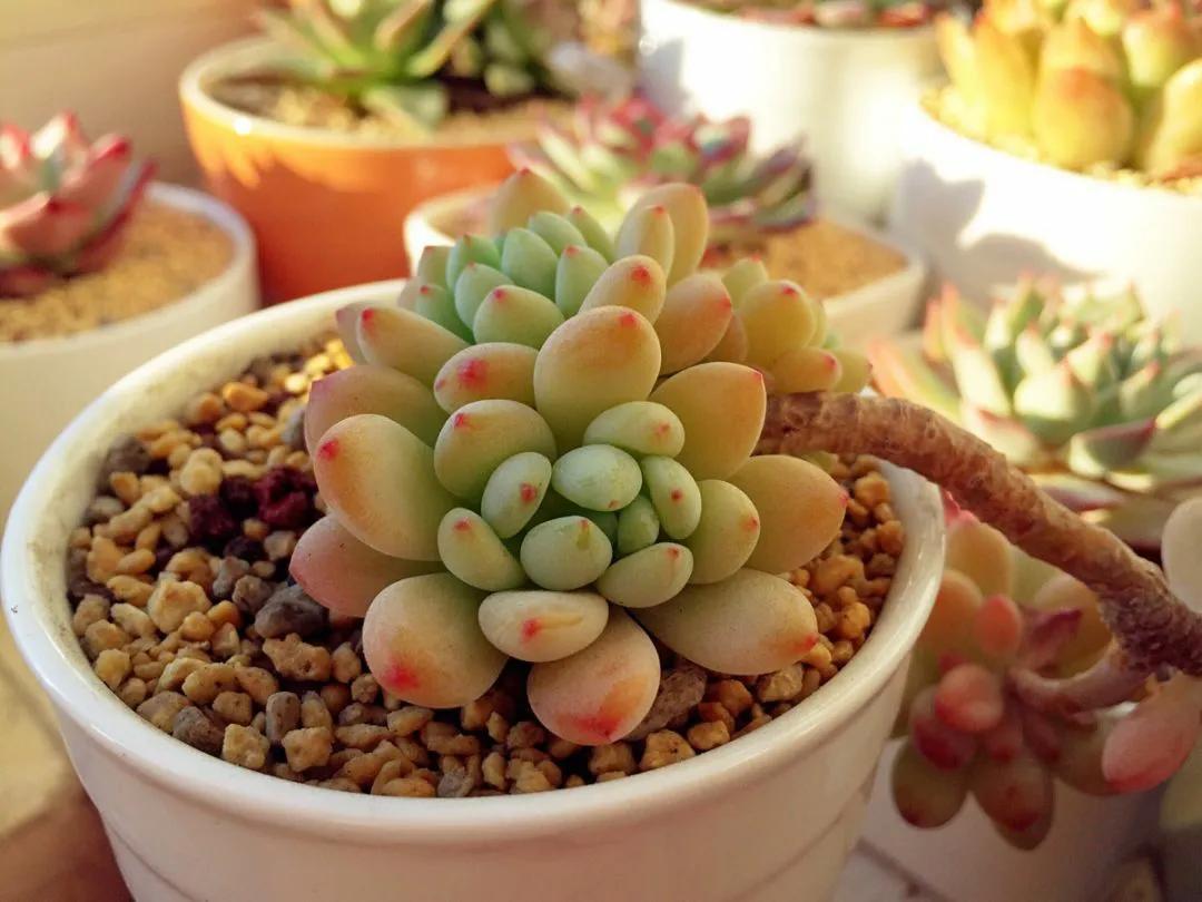 洛神多肉很難養_洛神多肉好養活嗎_多肉洛神的養殖方法和注意事項