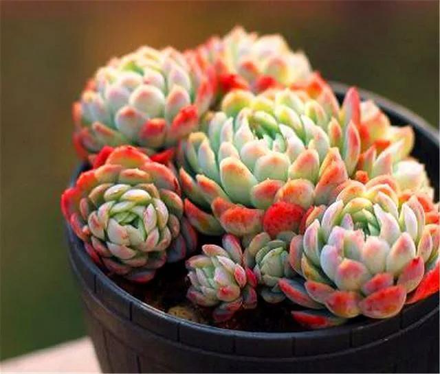 洛神多肉很難養_多肉洛神的養殖方法和注意事項_洛神多肉好養活嗎