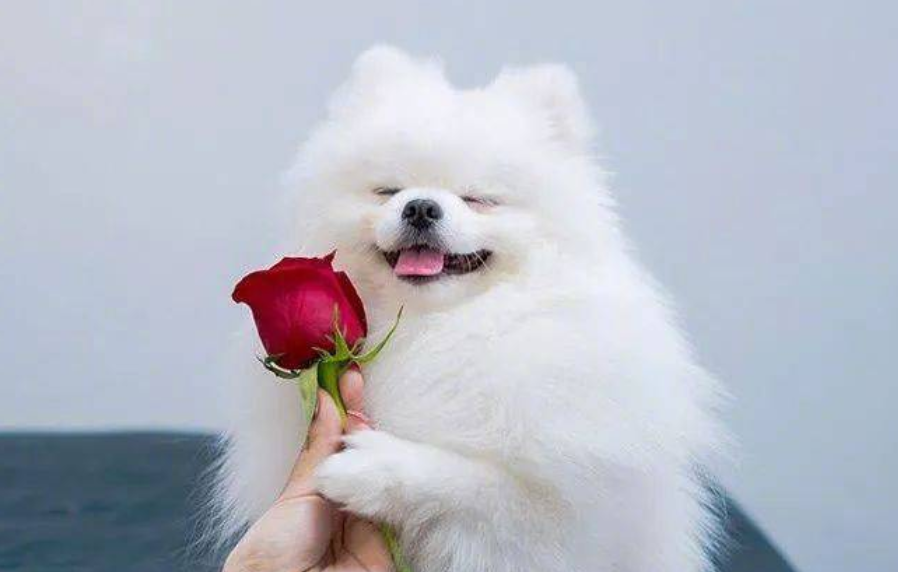 喜提萌寵：幼犬喜歡吃什么 小狗狗都愛吃些什么？