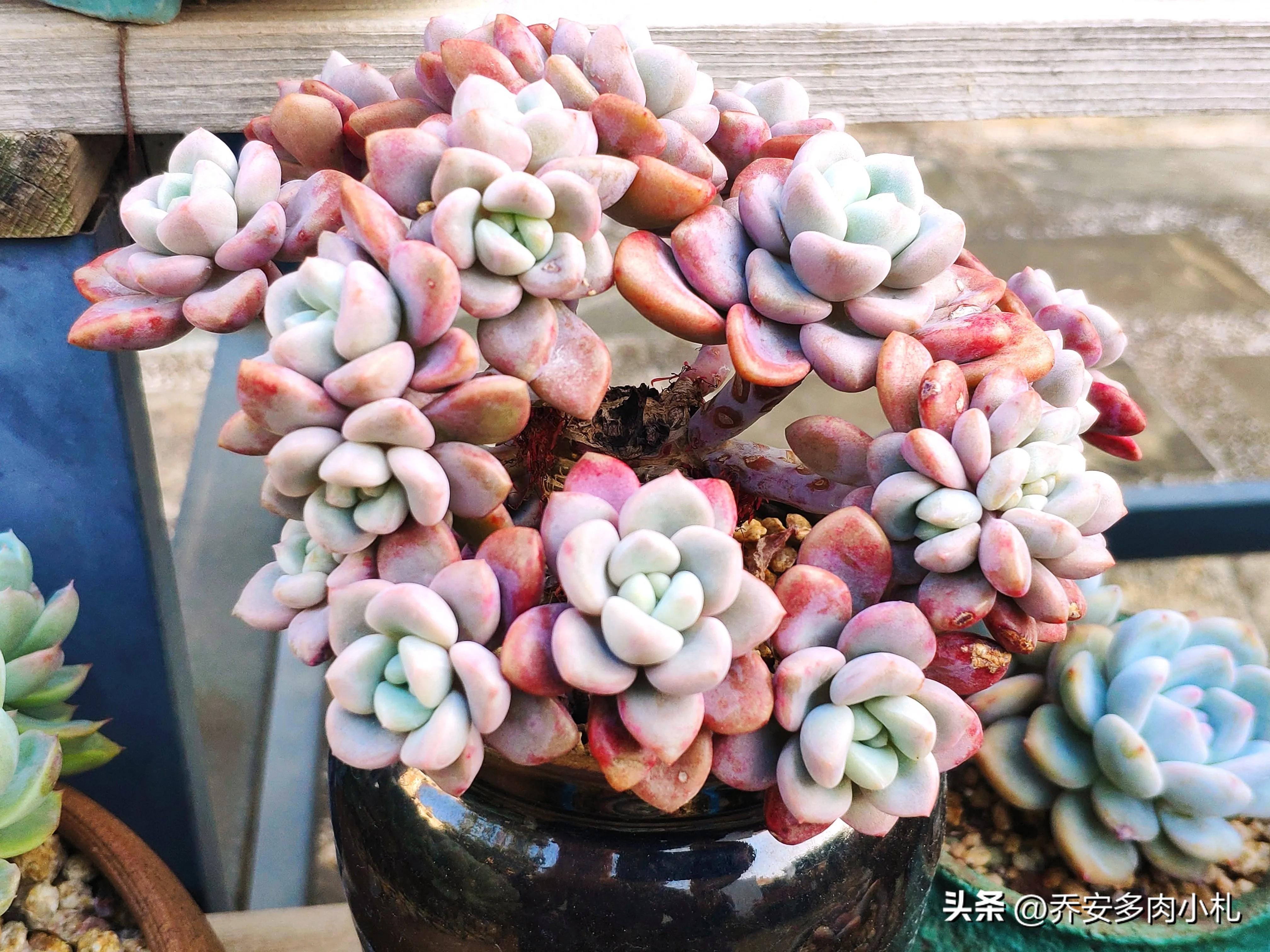 春天的多肉，一向是濃妝淡抹總相宜，不論是萬紫千紅還是只此青綠