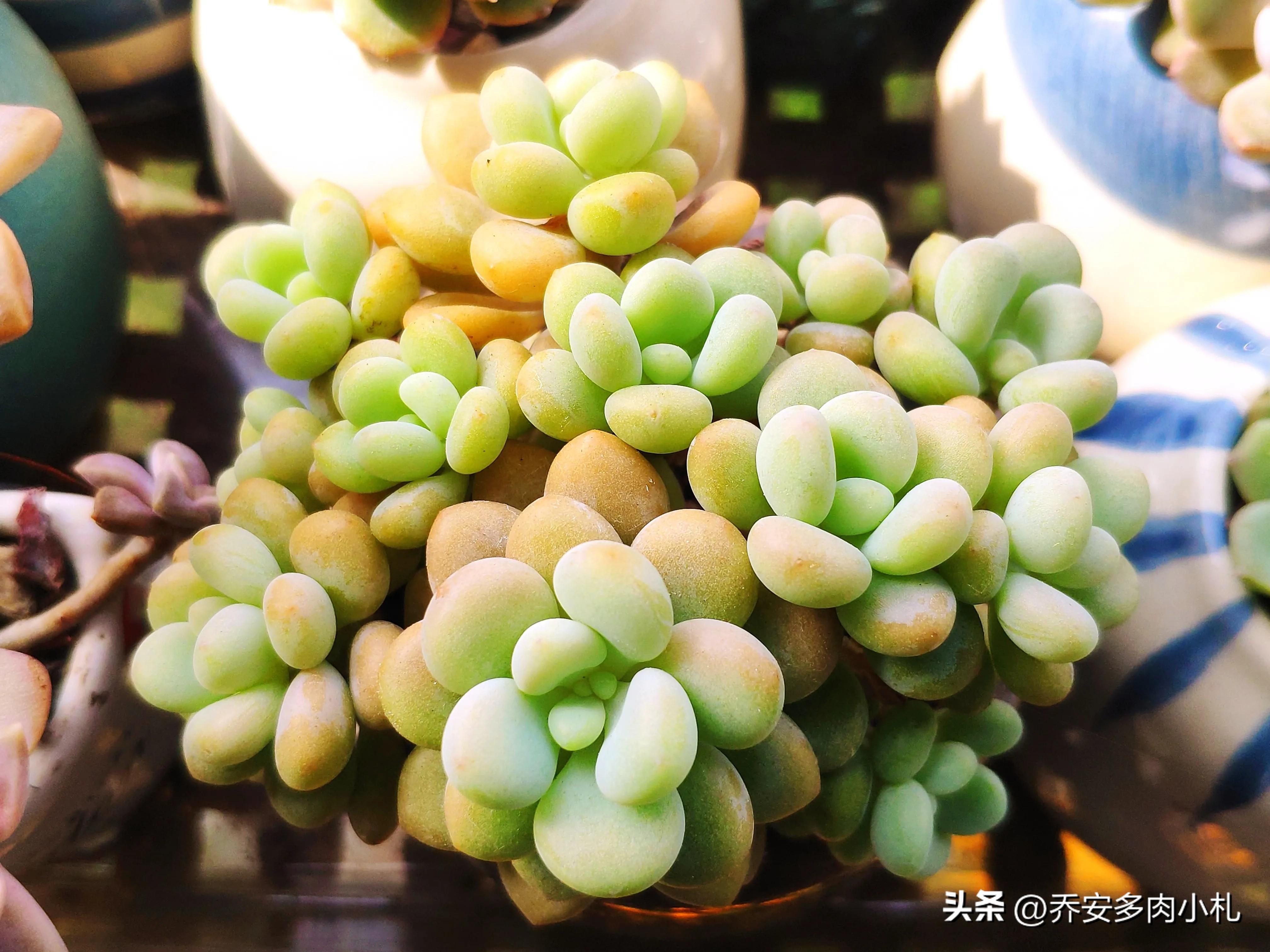 香水洛神多肉有毒嗎_香水洛神多肉_香水洛神多肉養護方法