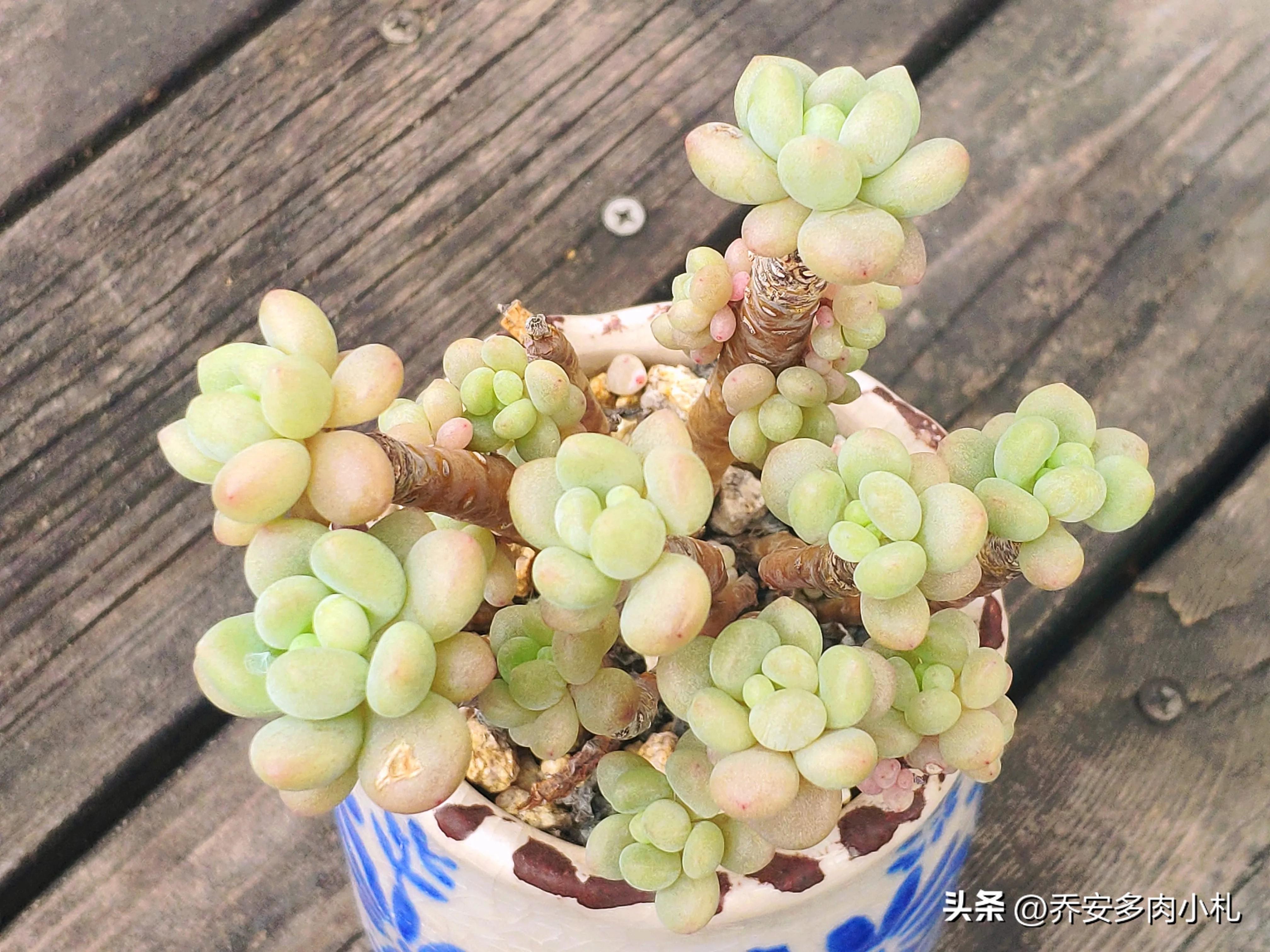 香水洛神多肉有毒嗎_香水洛神多肉_香水洛神多肉養護方法