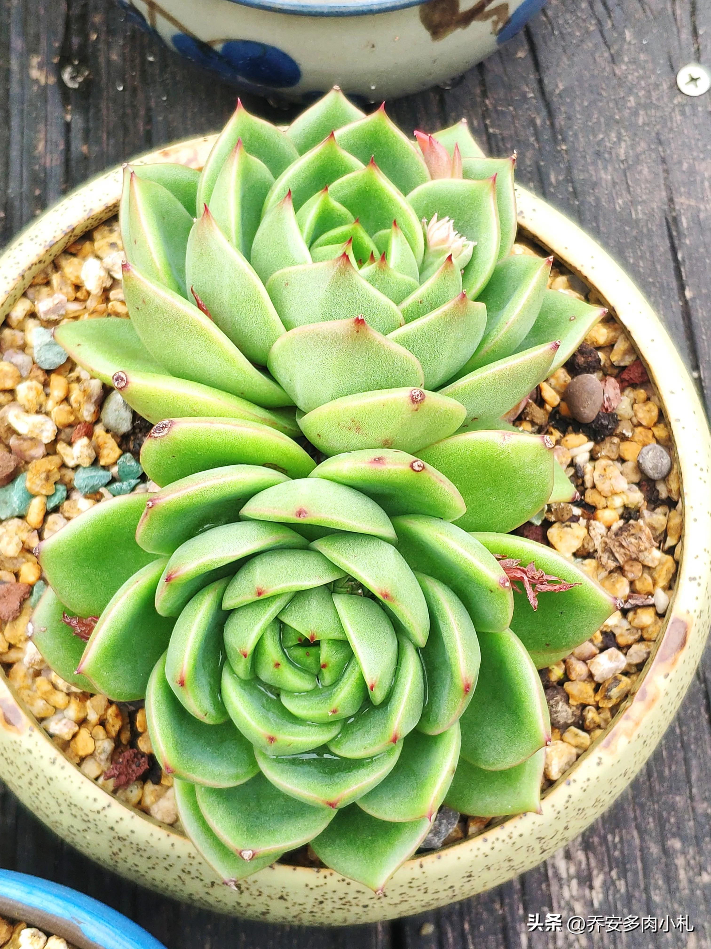 香水洛神多肉_香水洛神多肉有毒嗎_香水洛神多肉養護方法