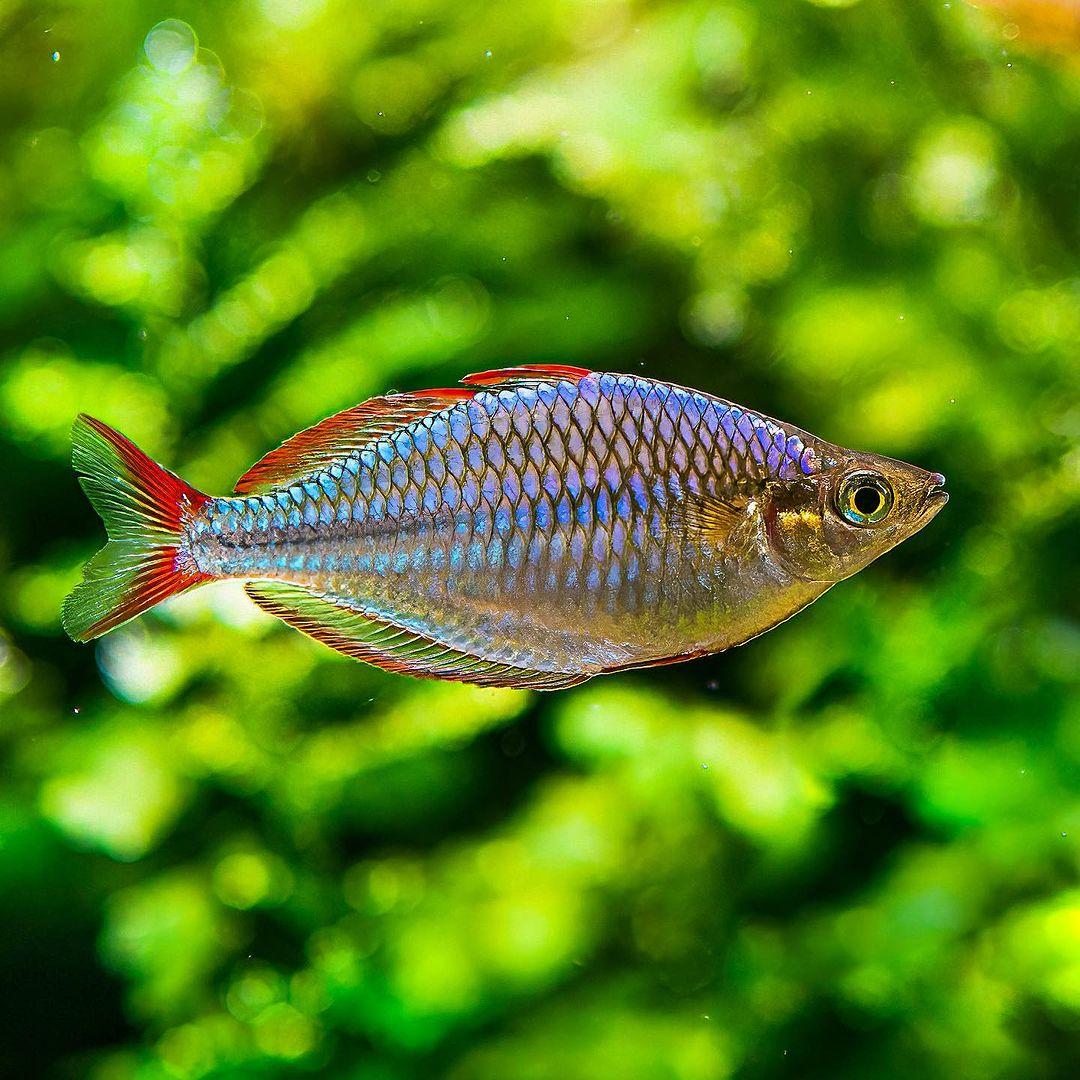 觀賞魚的種類名字大全集_有名的觀賞魚_100種常見觀賞魚類名稱