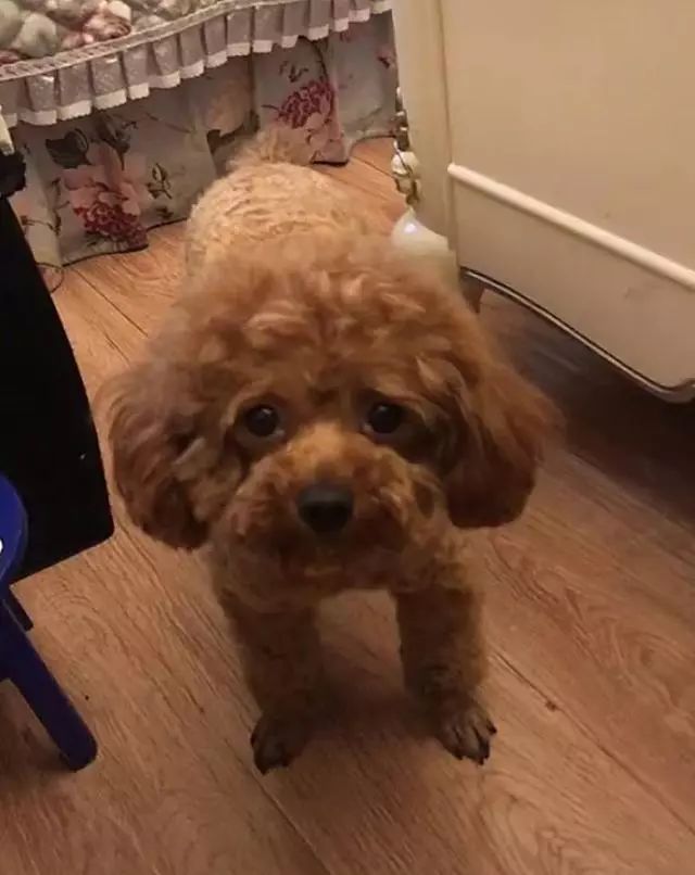 泰迪熊多肉的養殖_多肉泰迪熊能長多大_泰迪熊多肉