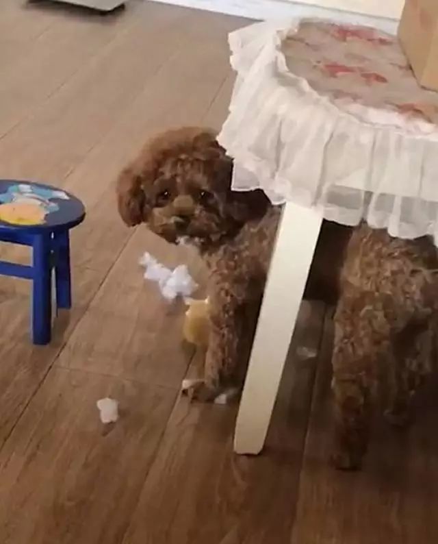 泰迪熊多肉的養殖_泰迪熊多肉_多肉泰迪熊能長多大