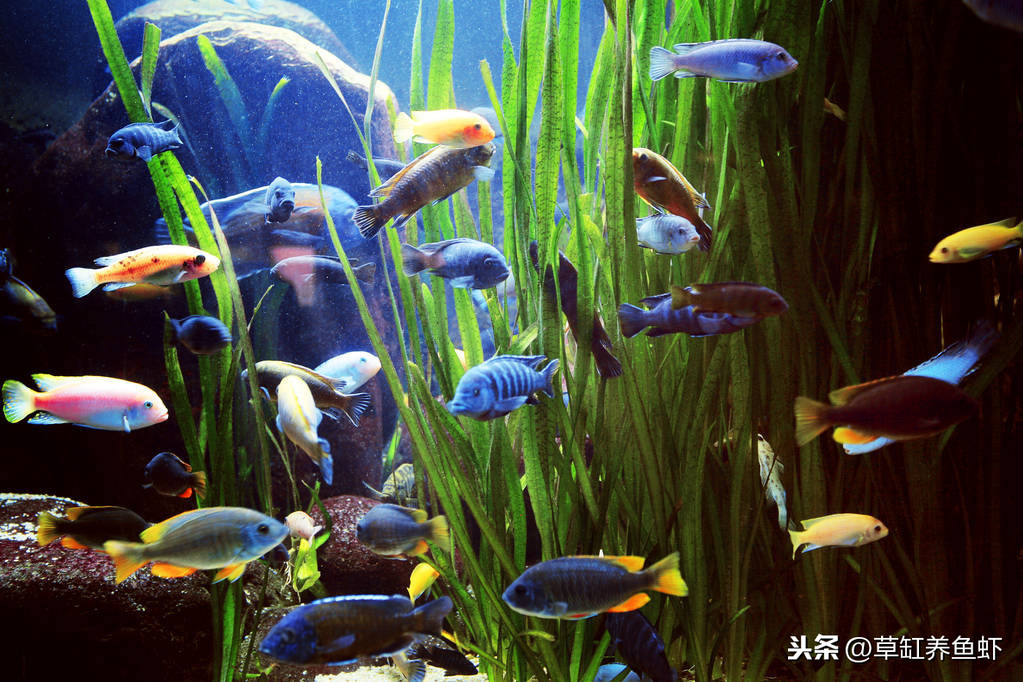 是回歸初心還是懶惰？卵胎生小魚才是體驗繁殖樂趣的首選