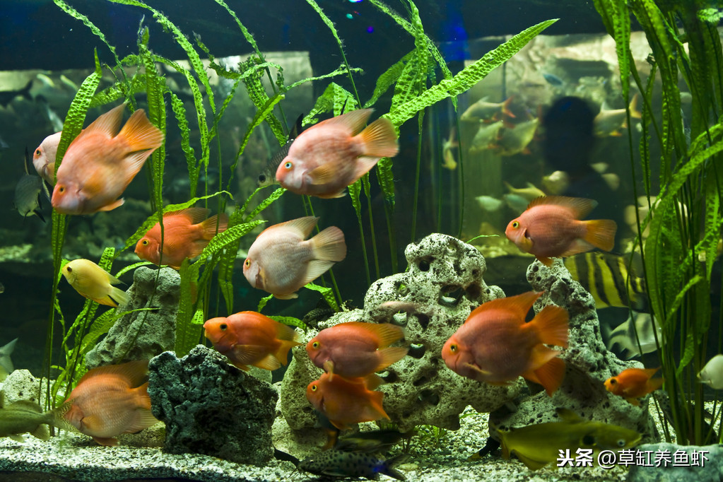 觀賞魚能繁殖_繁殖觀賞魚可以混養嗎_觀賞魚可繁殖