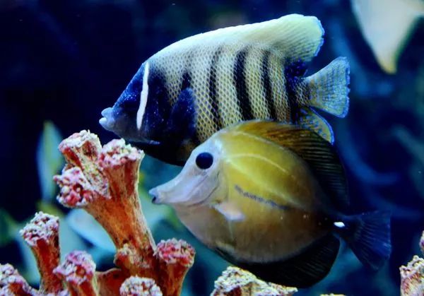 喜歡混養觀賞魚的朋友，知道哪些魚可以放在一起養嗎？