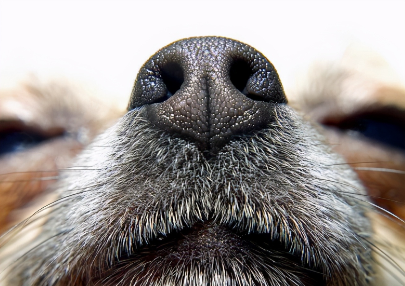 狗打呼嚕咋回事_狗子打呼嚕巨響_狗打呼嚕怎么回事