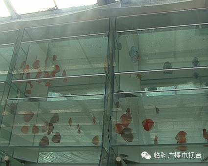 上海哪里可以買觀賞魚_上海買海水魚_上海買魚的地方