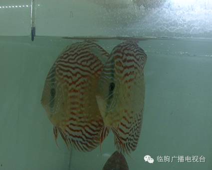 上海買魚的地方_上海買海水魚_上海哪里可以買觀賞魚