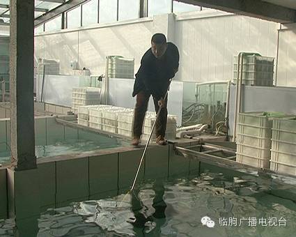 上海哪里可以買觀賞魚_上海買魚的地方_上海買海水魚