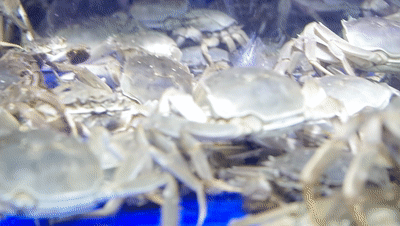 批發觀賞魚可以買嗎_哪里可以批發觀賞魚_觀賞魚批發市場進貨