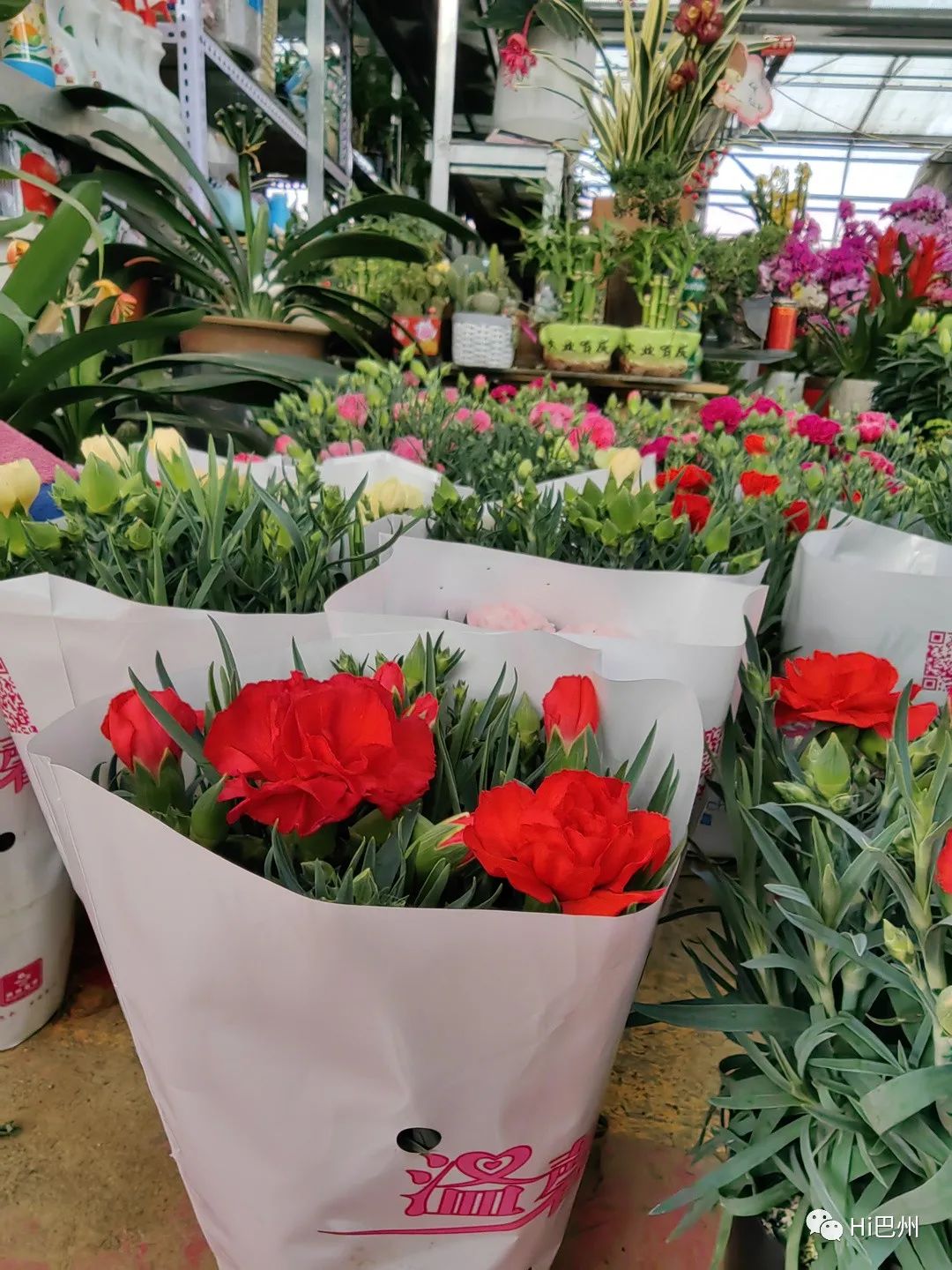 批發觀賞魚可以買嗎_觀賞魚批發市場進貨_哪里可以批發觀賞魚