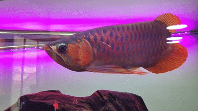 觀賞魚批發市場進貨_批發觀賞魚可以買嗎_哪里可以批發觀賞魚