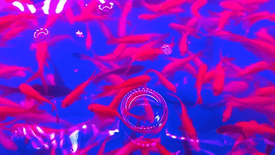 批發觀賞魚可以買嗎_觀賞魚批發市場進貨_哪里可以批發觀賞魚