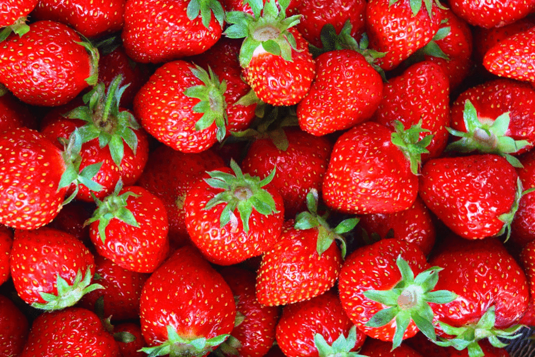 哪里可以批發觀賞魚_觀賞魚批發市場進貨_批發觀賞魚可以買嗎