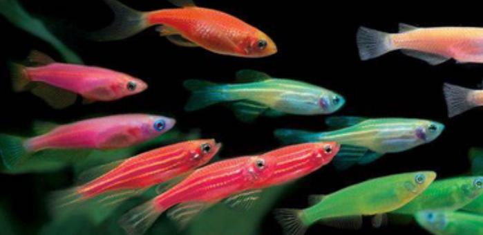 兇猛觀賞魚十大兇猛觀賞魚_觀賞魚什么魚最兇猛_兇狠觀賞魚