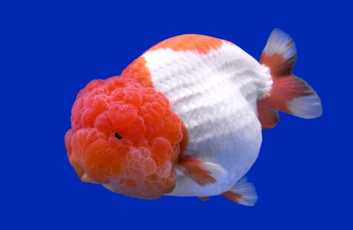 兇狠觀賞魚_觀賞魚什么魚最兇猛_兇猛觀賞魚十大兇猛觀賞魚