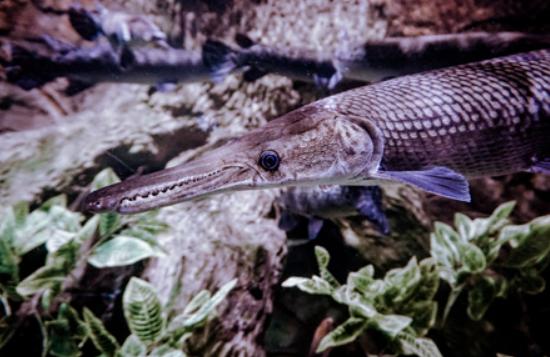 兇狠觀賞魚_兇猛觀賞魚十大兇猛觀賞魚_觀賞魚什么魚最兇猛