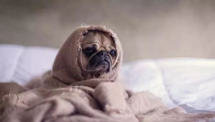 給寵物驅(qū)蟲的幾大誤區(qū)，你都中招了嗎？