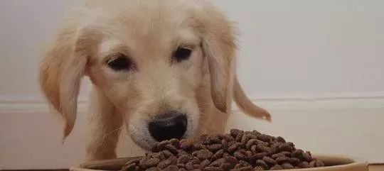 寵物狗驅蟲的正確方法_寵物狗驅蟲_寵物狗驅蟲藥多久吃一次