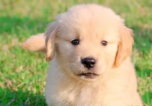 寵物狗驅蟲的正確方法_寵物狗驅蟲藥多久吃一次_寵物狗驅蟲