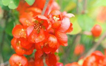 2023年屬狗人歲數(shù)查詢 2023年歲數(shù)表最新