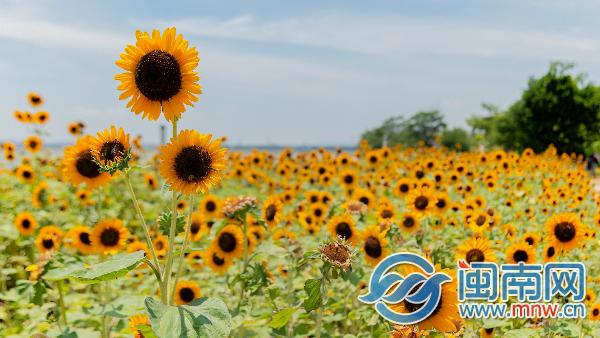 三八婦女節說說心情短語大全 三八婦女節送老婆送媽媽的祝福